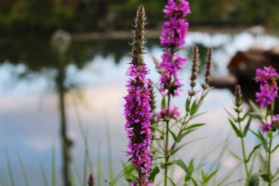 flowering plant