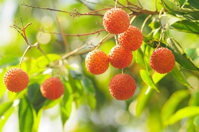 Close-up of red berries growing on tree