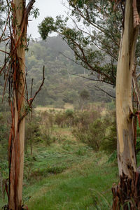 View of trees on landscape