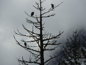 Low angle view of bird perching on bare tree against sky