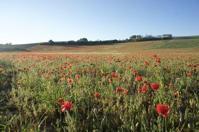 Red poppies blooming in field