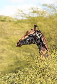 Close-up of giraffe against sky