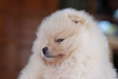 Close-up of a dog