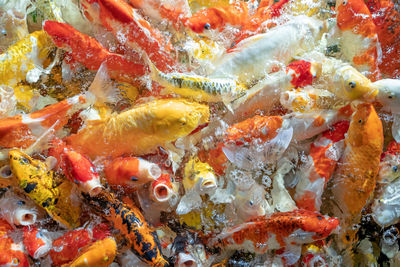 Close-up of koi carps swimming in sea