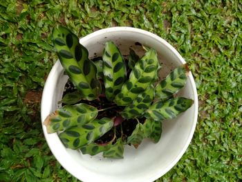 High angle view of green leaves