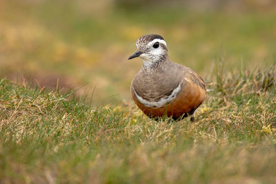 Close-up of a bird on field