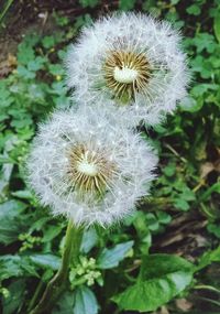 Close-up of dandelion