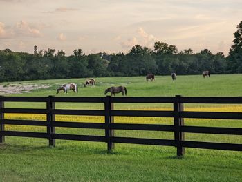 Horses grazing in pasture