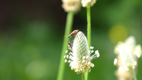 Two beetles just before another round of fighting