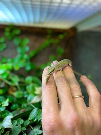 Close-up of a hand holding lizard