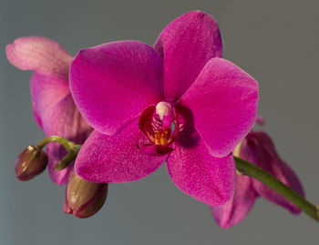 Close-up of pink orchid blooming