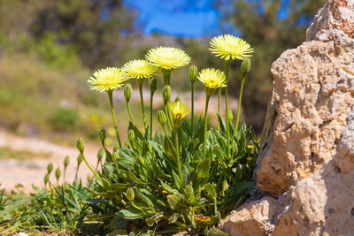 The flowers of urospermum dalechampii, smooth golden fleece