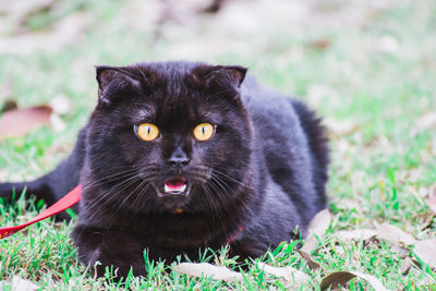 Portrait of black cat