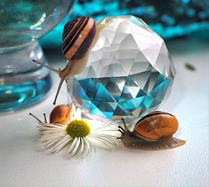 Close-up of flower on table