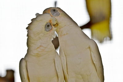 Close-up of two birds perching