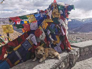 View of a cat sitting on mountain