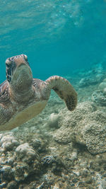 View of turtle in sea