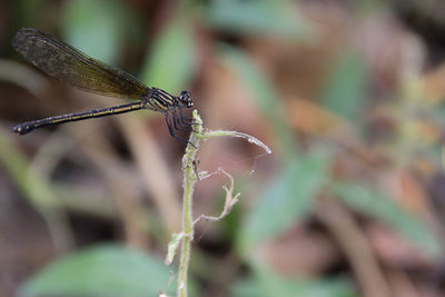 Close-up of dragonfly