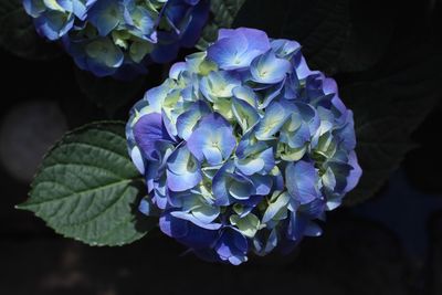 Close-up of purple hydrangea blooming outdoors