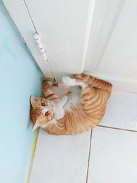 High angle view of cat relaxing on floor