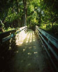 Surface level of pathway along trees