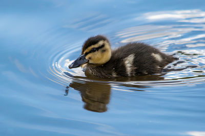 Close-up of duckling swimming