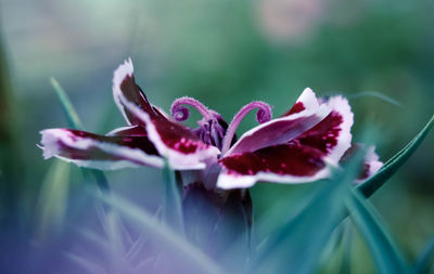 Close-up of pink flower on field