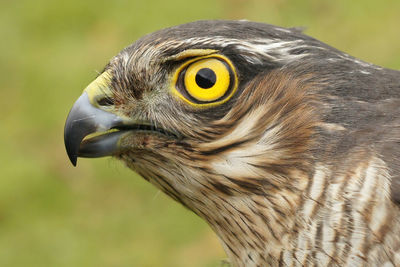 Detailed closeup on the head of a european sparrowhawk, accipiter nisus,  with it's yellow eyes