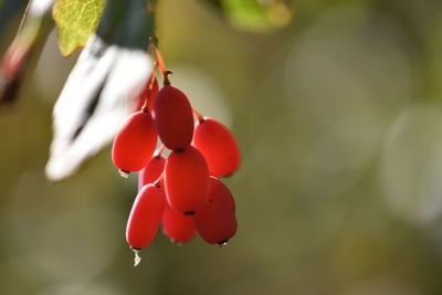 Close-up of red flower