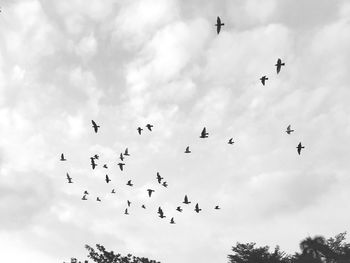 Low angle view of birds flying in sky