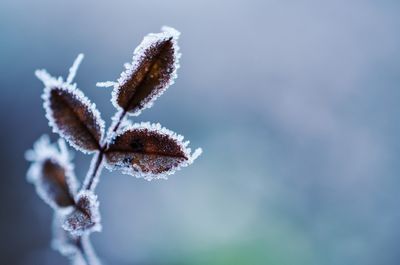 Close-up of frozen plant