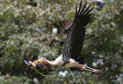 View of a bird flying