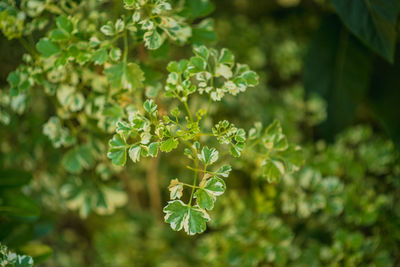 Close-up of flowering plant