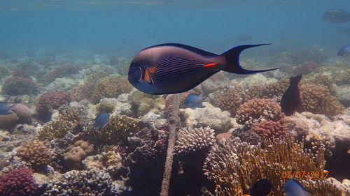 Close-up of fish swimming in aquarium