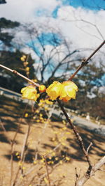 Close-up of flowers against blurred background