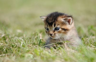 Kitten on grass at back yard