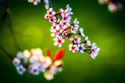 Close-up of pink flowering plant