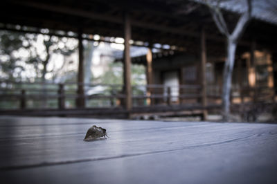 Close-up of an animal on wood