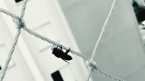 Close-up of insect on rope
