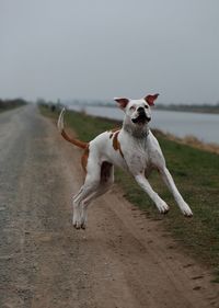 Dog running on beach