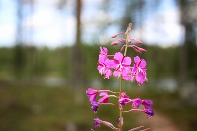 Close-up of pink flowering plant