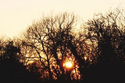 Sun shining through trees