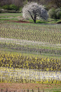 Scenic view of agricultural field