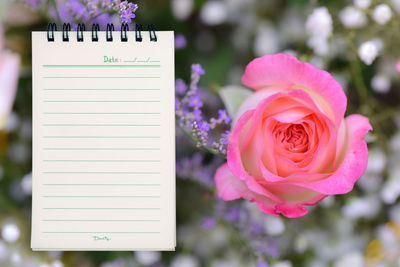 Close-up of pink rose
