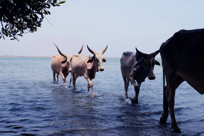 Horses standing in the sea against clear sky