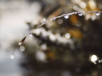 Close-up of water drops on plant