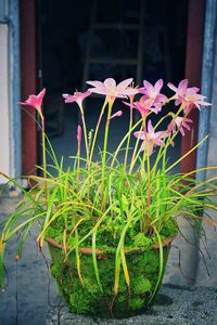 Close-up of pink flowers