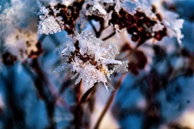 Close-up of frozen dry leaves