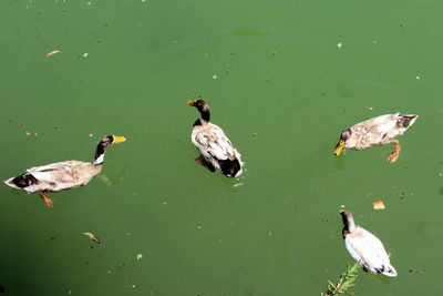 High angle view of ducks swimming in lake