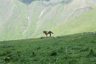 View of a horse on field